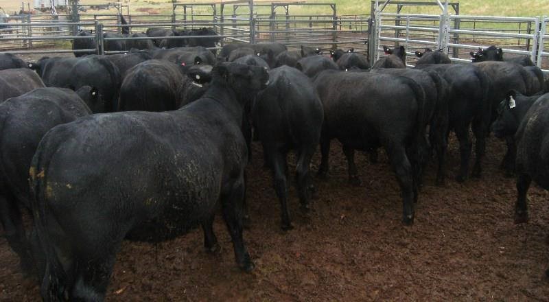 Angus stockers and other cattle for sale